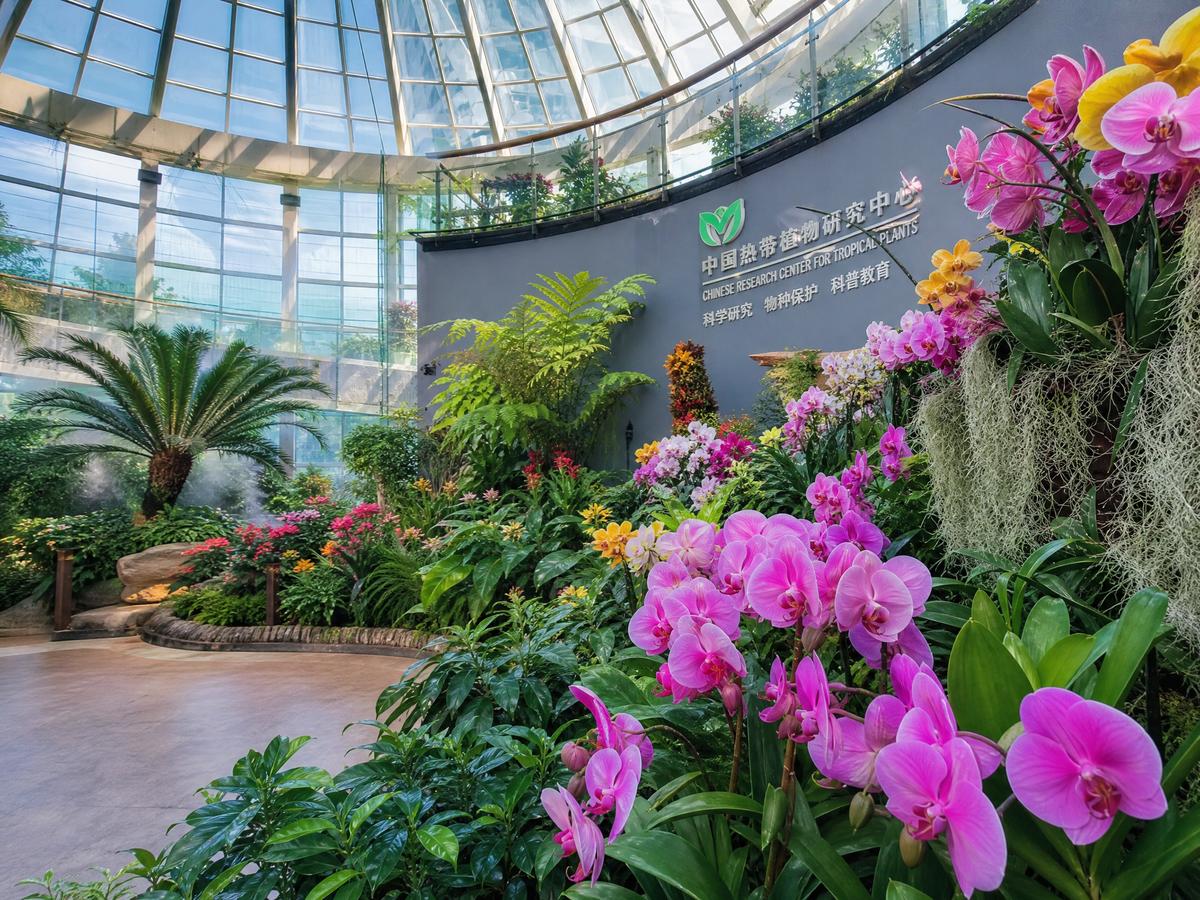 萝莉岛【植物视频演示】兰花养护全程视频教程，新手必看植物视频